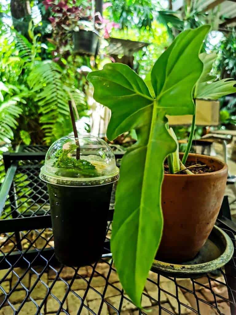 IMG 20210623 122111 » ไกด์นิวพาชิล