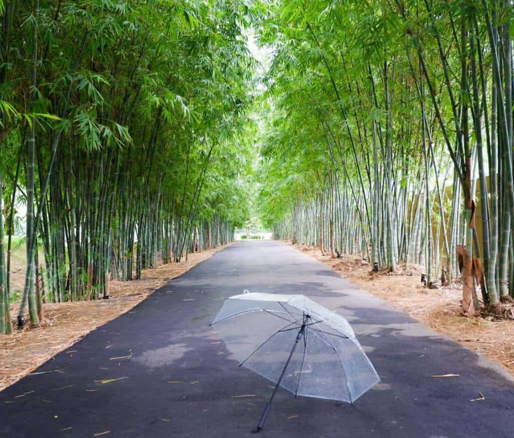 193449036 1253977328351962 4178177595707384713 n » ไกด์นิวพาชิล