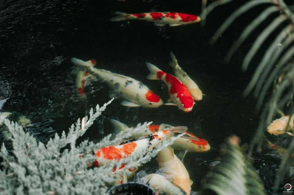 226177866 376170357179227 1527066867913409366 n » ไกด์นิวพาชิล